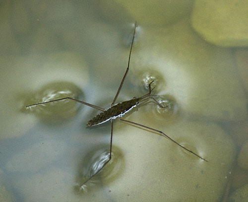 water_strider