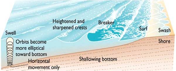 Shoaling
