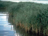 Grass