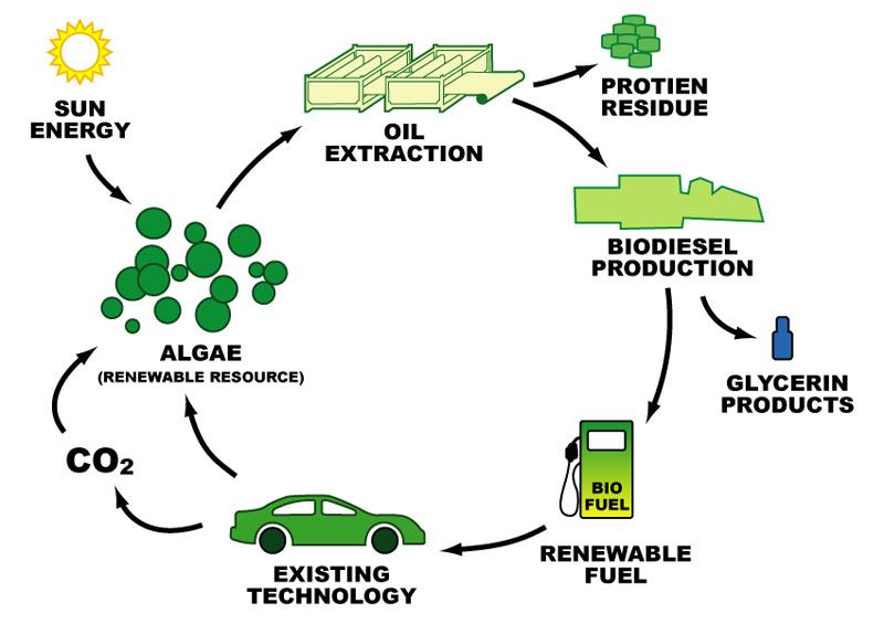 biodiesel process