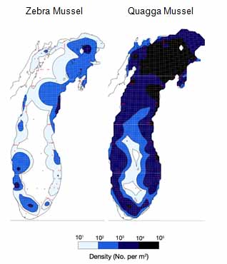 mussel_density